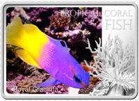 Тропическая коралловая рыбка Королевская Грамма- Tropical coral fish Royal Gramma